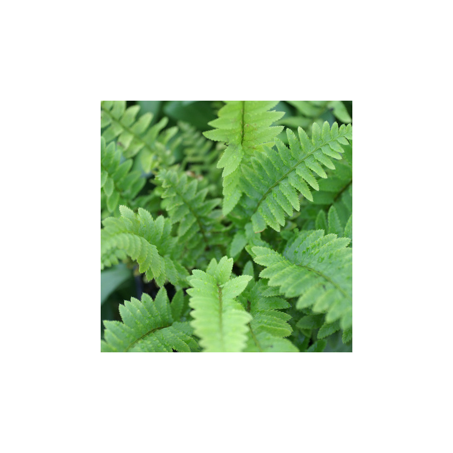 plantes-vivaces-polystichum-munitum-polystic-en-vente-pepiniere-lepage-