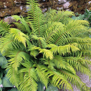 plantes-vivaces-polystichum-setiferum-polystic-en-vente-pepiniere-lepage-