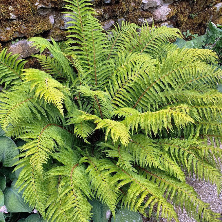 plantes-vivaces-polystichum-setiferum-polystic-en-vente-pepiniere-lepage-