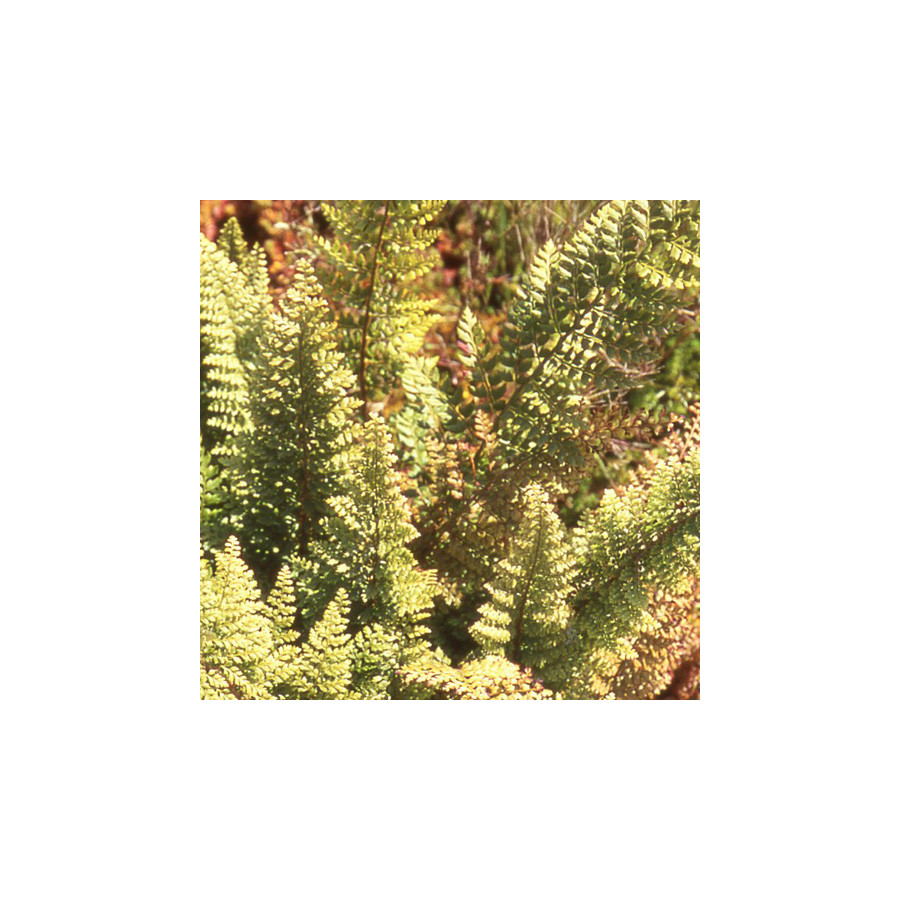 plantes-vivaces-polystichum-setiferum-plumosum-densum-polystic-en-vente-pepiniere-lepage-