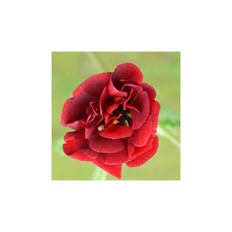 Plantes Vivaces POTENTILLA 'Flamboyant' - Potentille en vente - Pépinière Lepage .