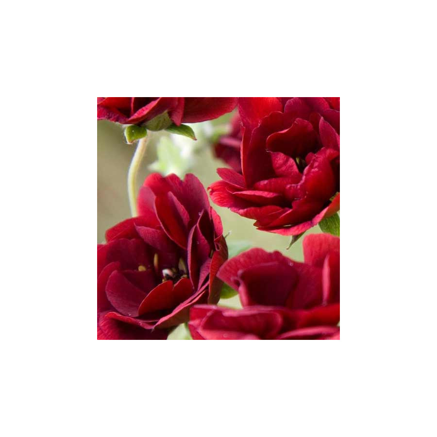 Plantes Vivaces POTENTILLA 'Flamboyant' - Potentille en vente - Pépinière Lepage .