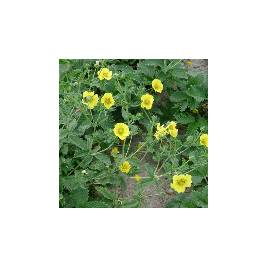 Plantes Vivaces POTENTILLA 'Yellow Queen' - Potentille en vente - Pépinière Lepage .