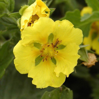 Plantes Vivaces POTENTILLA 'Yellow Queen' - Potentille en vente - Pépinière Lepage .