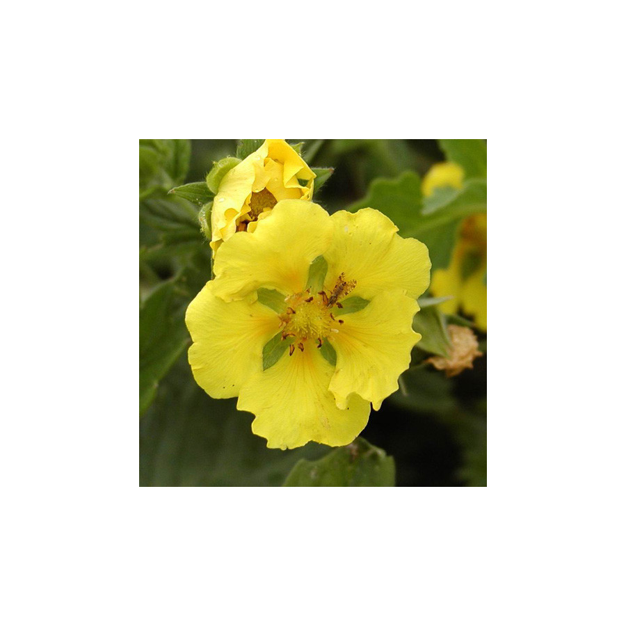 Plantes Vivaces POTENTILLA 'Yellow Queen' - Potentille en vente - Pépinière Lepage .
