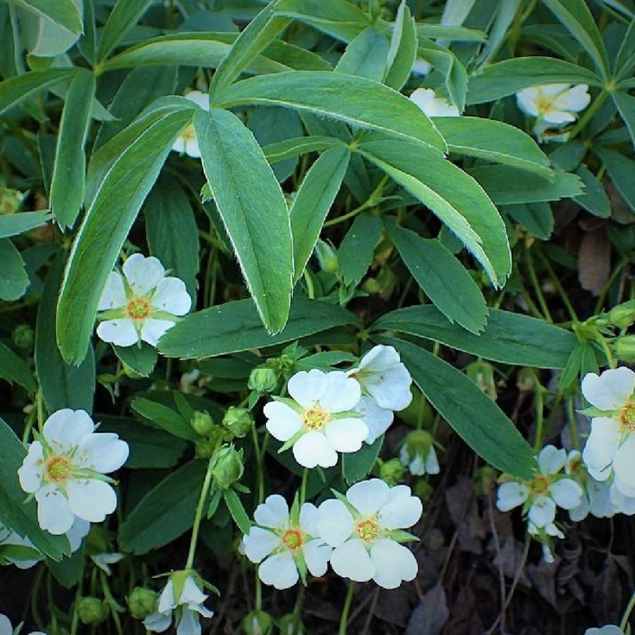 Plantes Vivaces POTENTILLA alba - Potentille en vente - Pépinière Lepage .