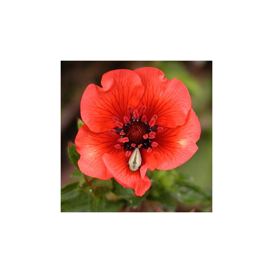 plantes-vivaces-potentilla-atrosanguinea-potentille-en-vente-pepiniere-lepage-