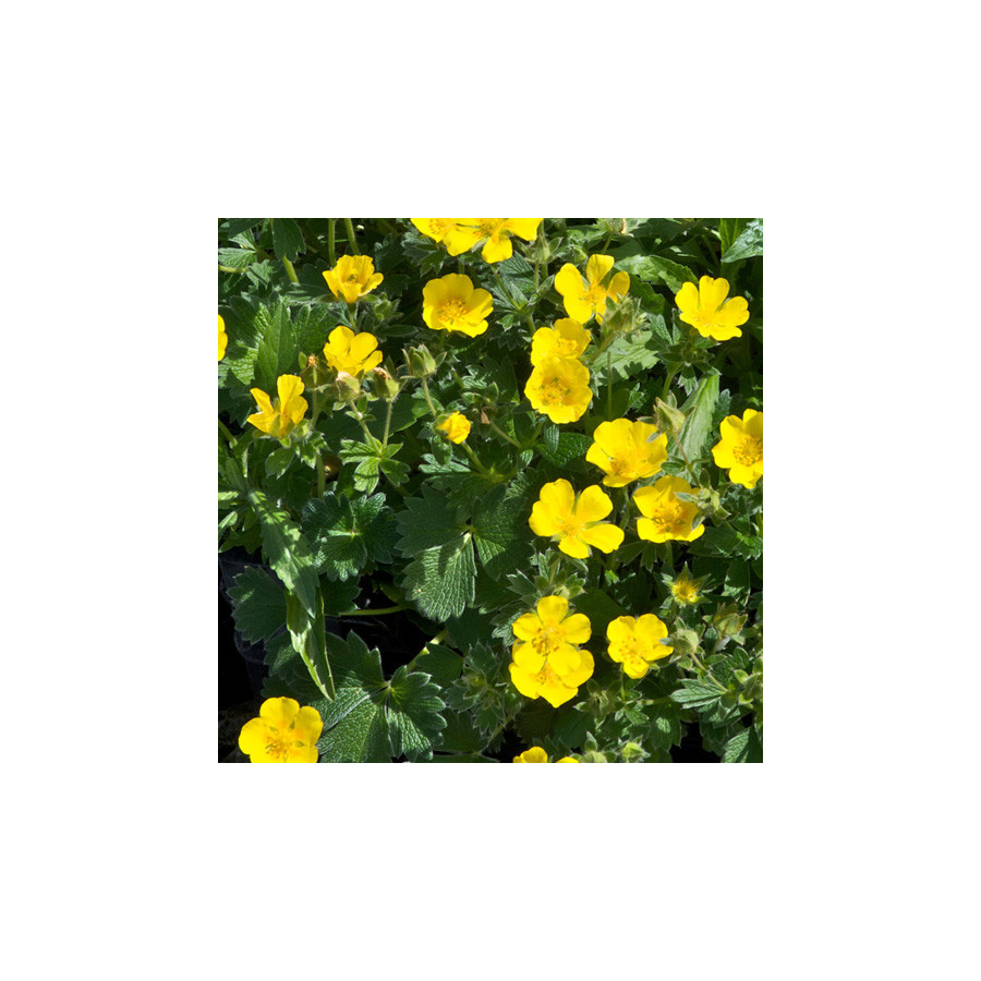 plantes-vivaces-potentilla-megalantha-potentille-en-vente-pepiniere-lepage-