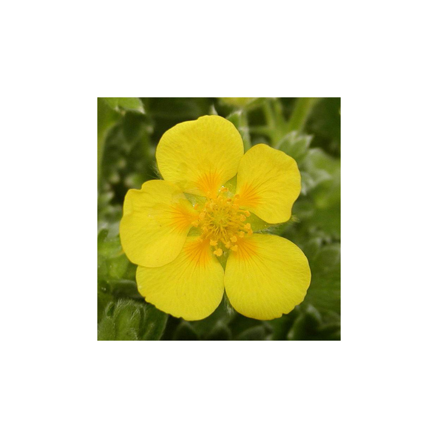 plantes-vivaces-potentilla-megalantha-potentille-en-vente-pepiniere-lepage-