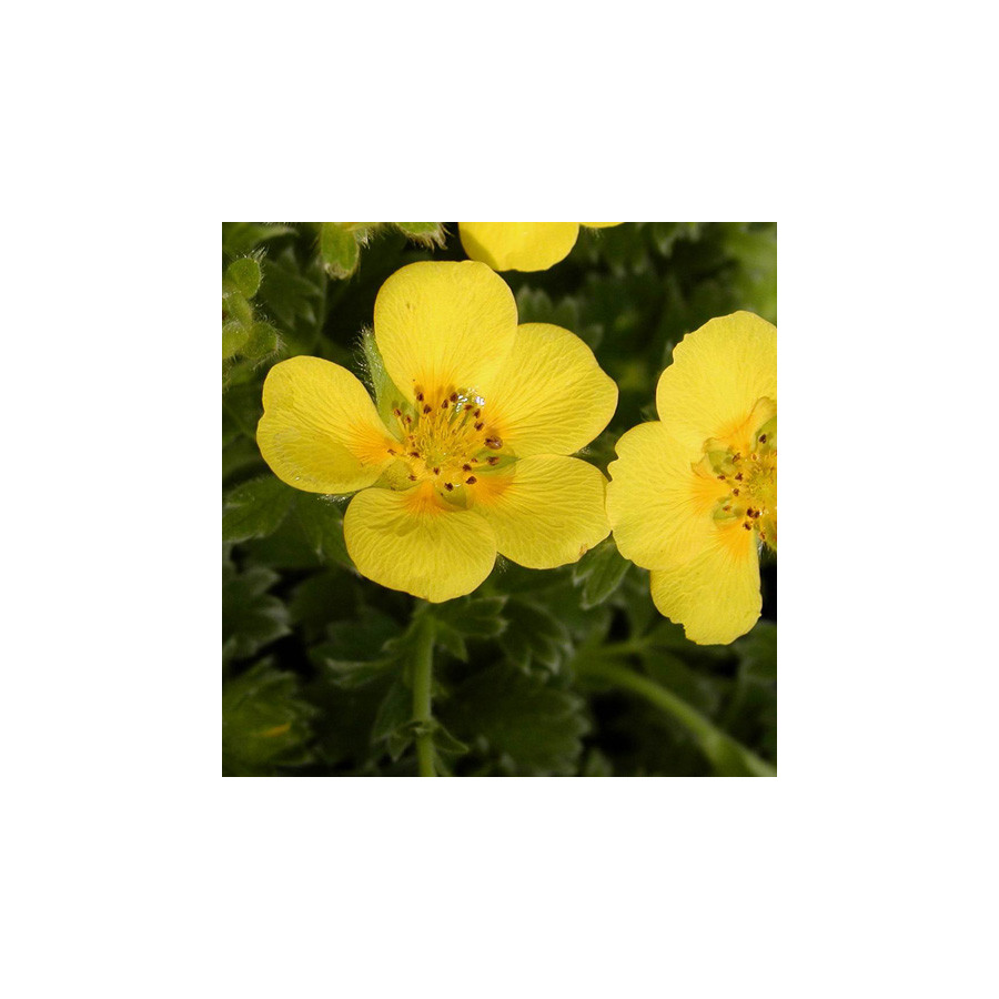 plantes-vivaces-potentilla-megalantha-potentille-en-vente-pepiniere-lepage-