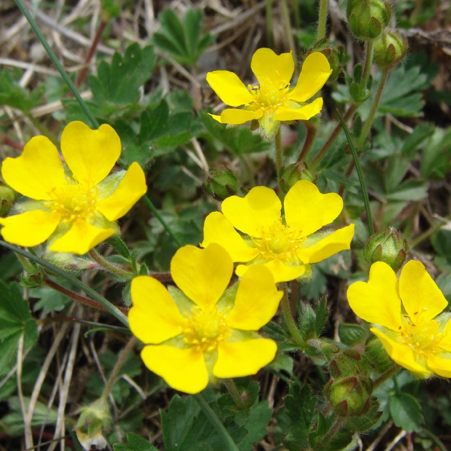 POTENTILLA verna