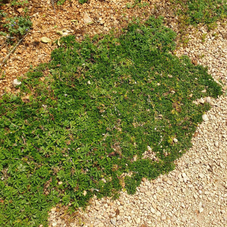 POTENTILLA verna