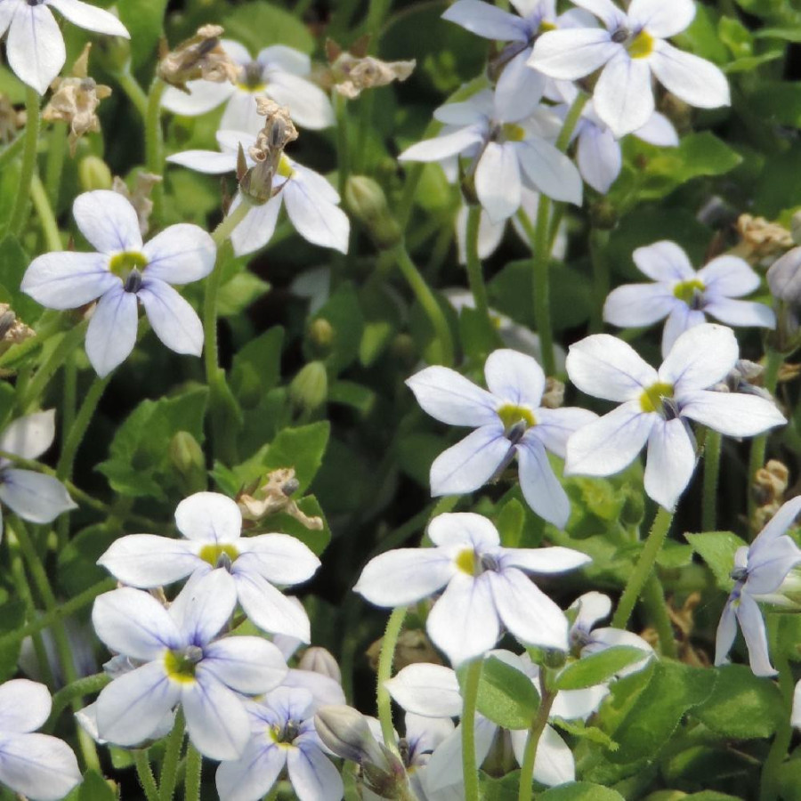 Plantes Vivaces PRATIA pedunculata en vente - Pépinière Lepage .