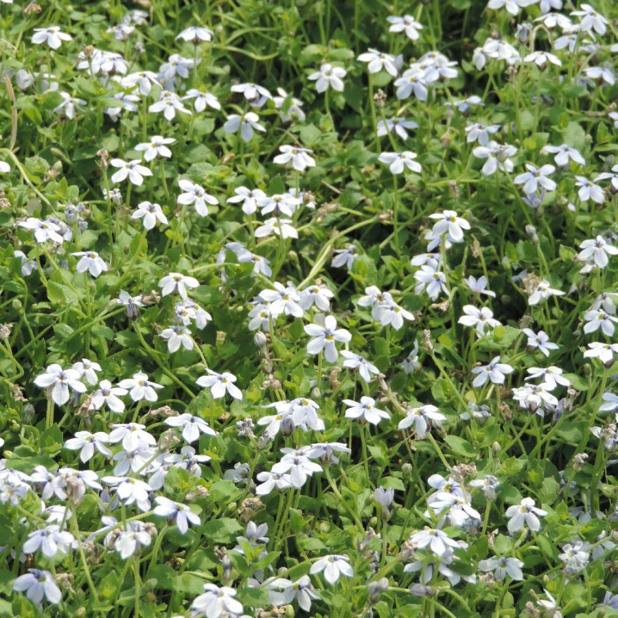 Plantes Vivaces PRATIA pedunculata en vente - Pépinière Lepage .