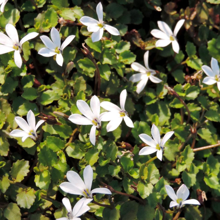 Plantes Vivaces PRATIA pedunculata 'Alba' en vente - Pépinière Lepage .
