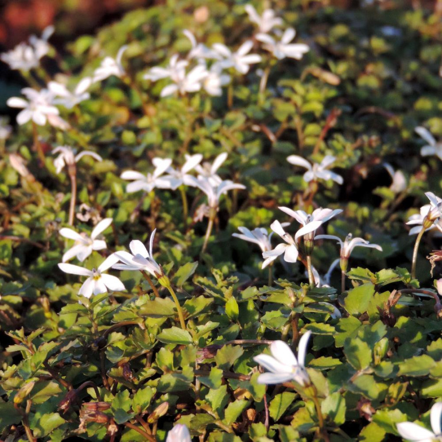 Plantes Vivaces PRATIA pedunculata 'Alba' en vente - Pépinière Lepage .