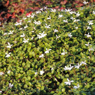 Plantes Vivaces PRATIA pedunculata 'Alba' en vente - Pépinière Lepage .