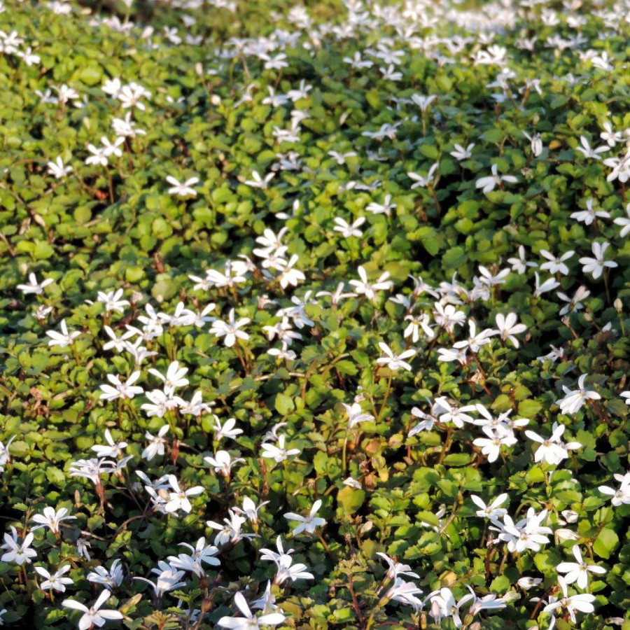 Plantes Vivaces PRATIA pedunculata 'Alba' en vente - Pépinière Lepage .
