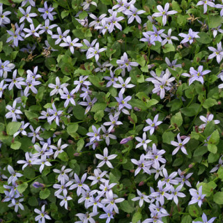 plantes-vivaces-pratia-pedunculata-county-park-en-vente-pepiniere-lepage-