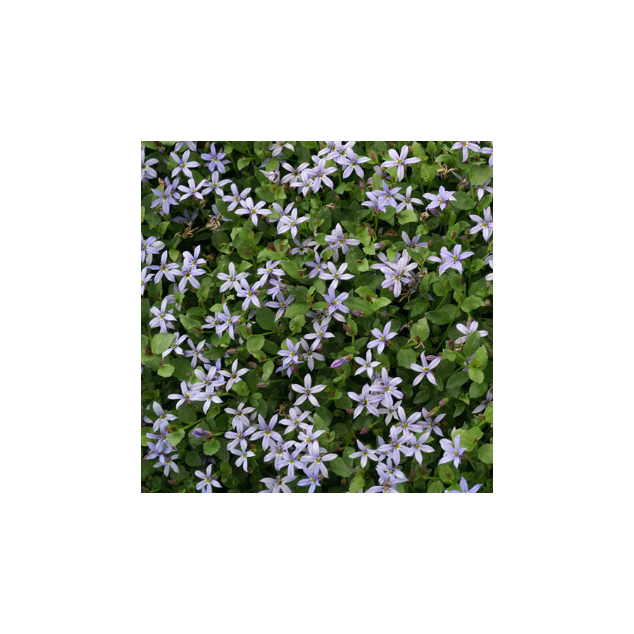 plantes-vivaces-pratia-pedunculata-county-park-en-vente-pepiniere-lepage-