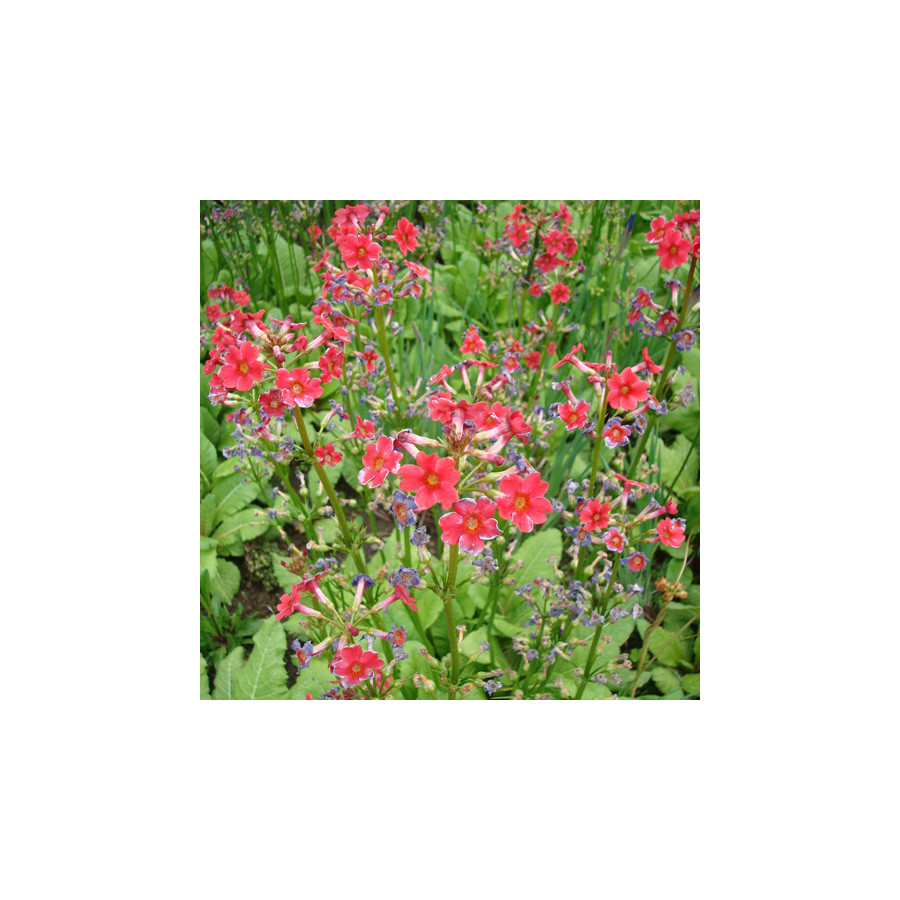 Plantes Vivaces PRIMULA beesiana - Primevère en vente - Pépinière Lepage .