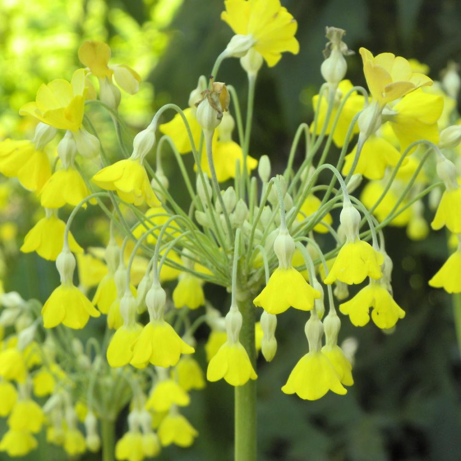 Plantes Vivaces PRIMULA florindae - Primevère en vente - Primevère du Tibet en vente - Pépinière Lepage .