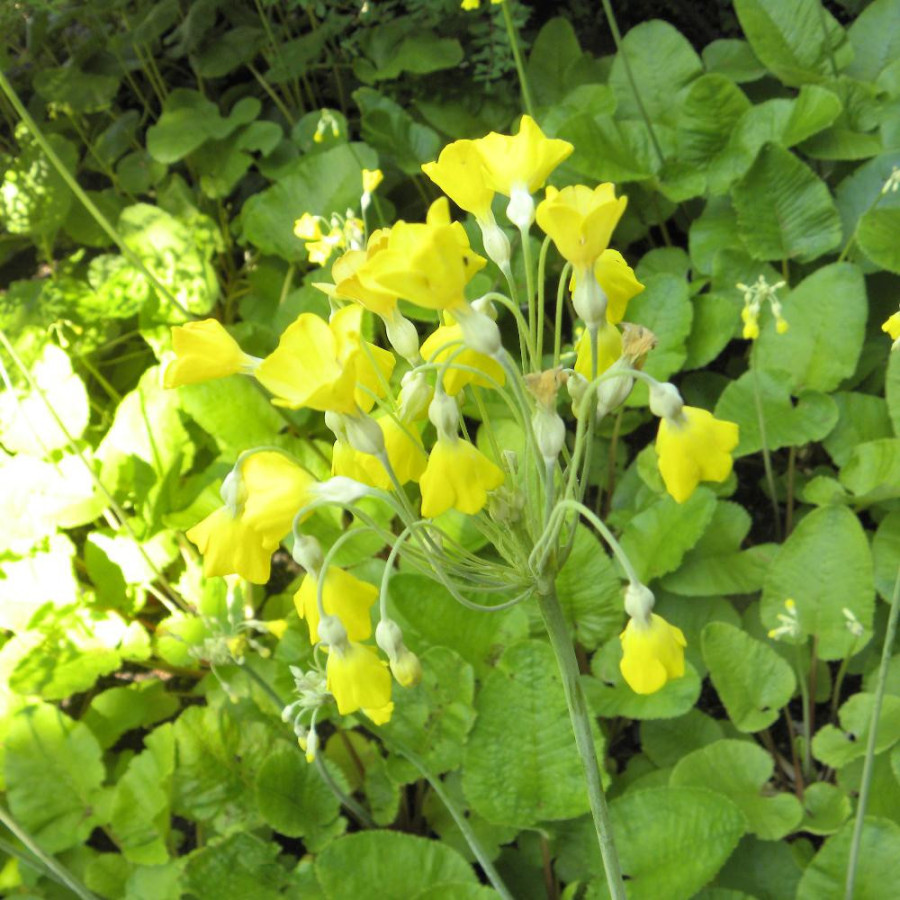 Plantes Vivaces PRIMULA florindae - Primevère en vente - Primevère du Tibet en vente - Pépinière Lepage .
