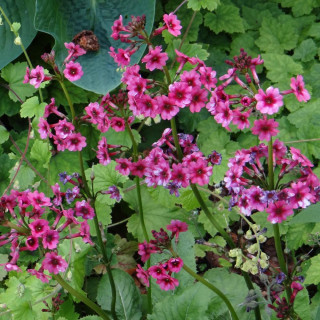 plantes-vivaces-primula-japonica-primevere-en-vente-primevere-du-japon-en-vente-pepiniere-lepage-