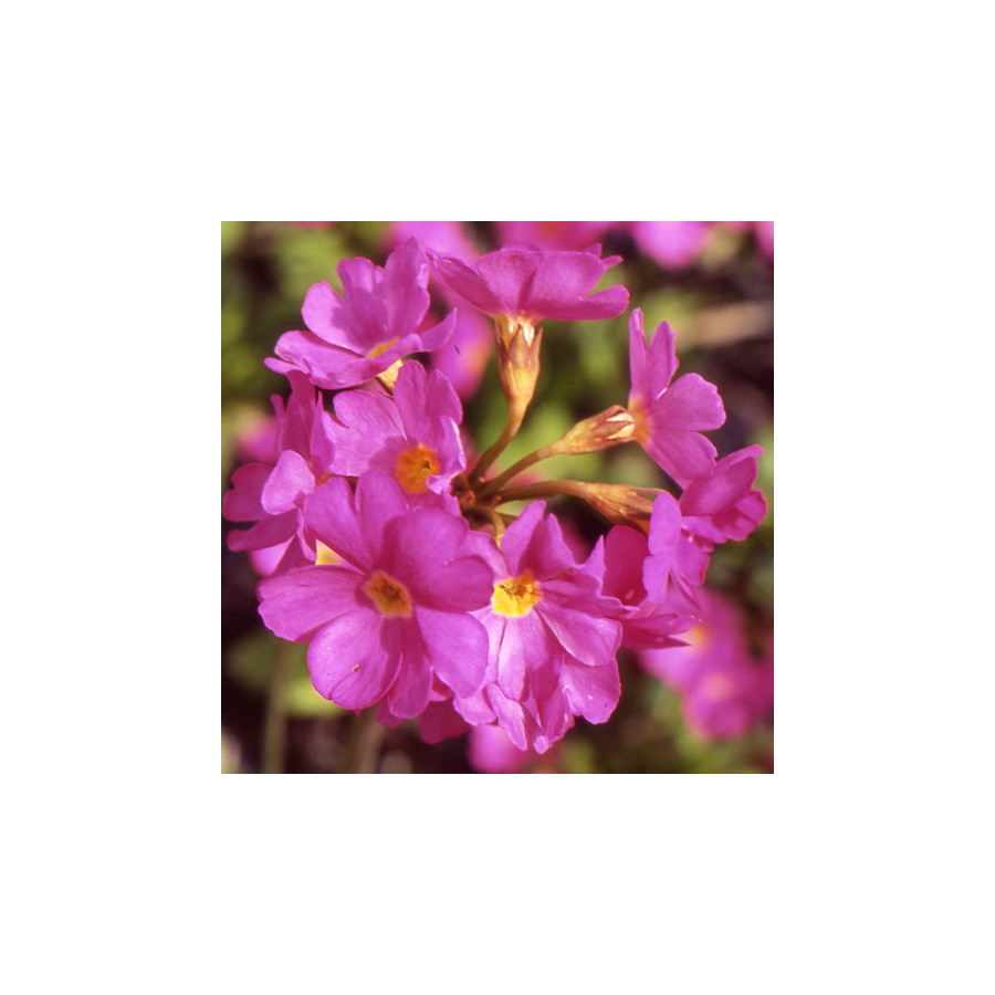 Plantes Vivaces PRIMULA rosea 'Grandiflora' - Primevère en vente - Pépinière Lepage .