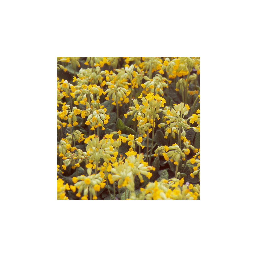 plantes-vivaces-primula-veris-primevere-en-vente-coucou-en-vente-pepiniere-lepage-