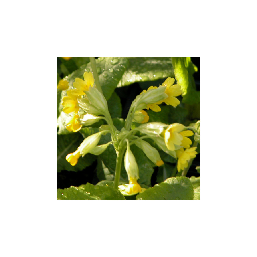 plantes-vivaces-primula-veris-primevere-en-vente-coucou-en-vente-pepiniere-lepage-