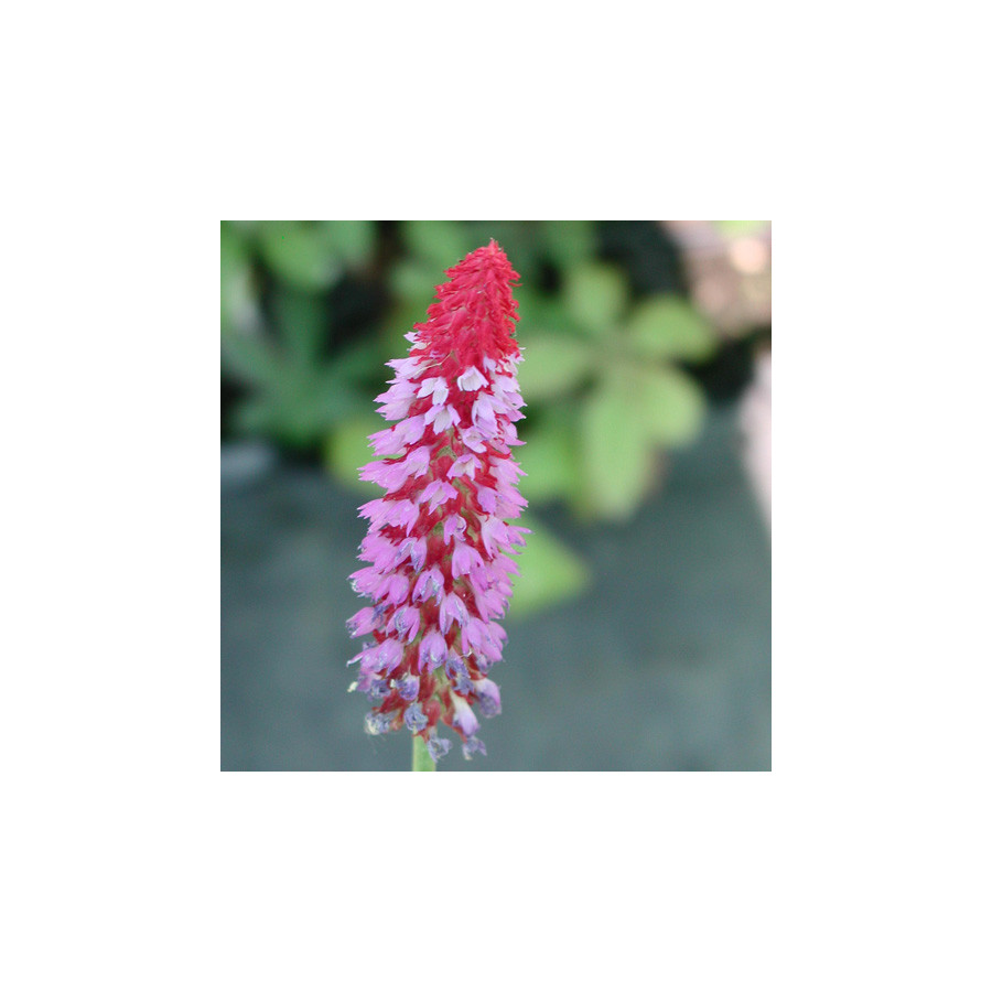 plantes-vivaces-primula-vialii-primevere-en-vente-pepiniere-lepage-