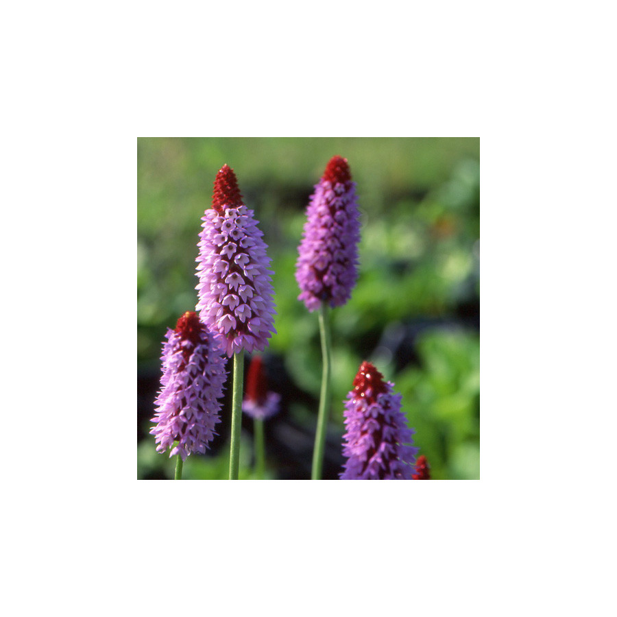 plantes-vivaces-primula-vialii-primevere-en-vente-pepiniere-lepage-