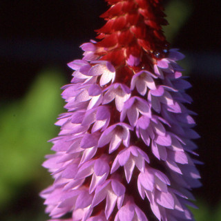 plantes-vivaces-primula-vialii-primevere-en-vente-pepiniere-lepage-