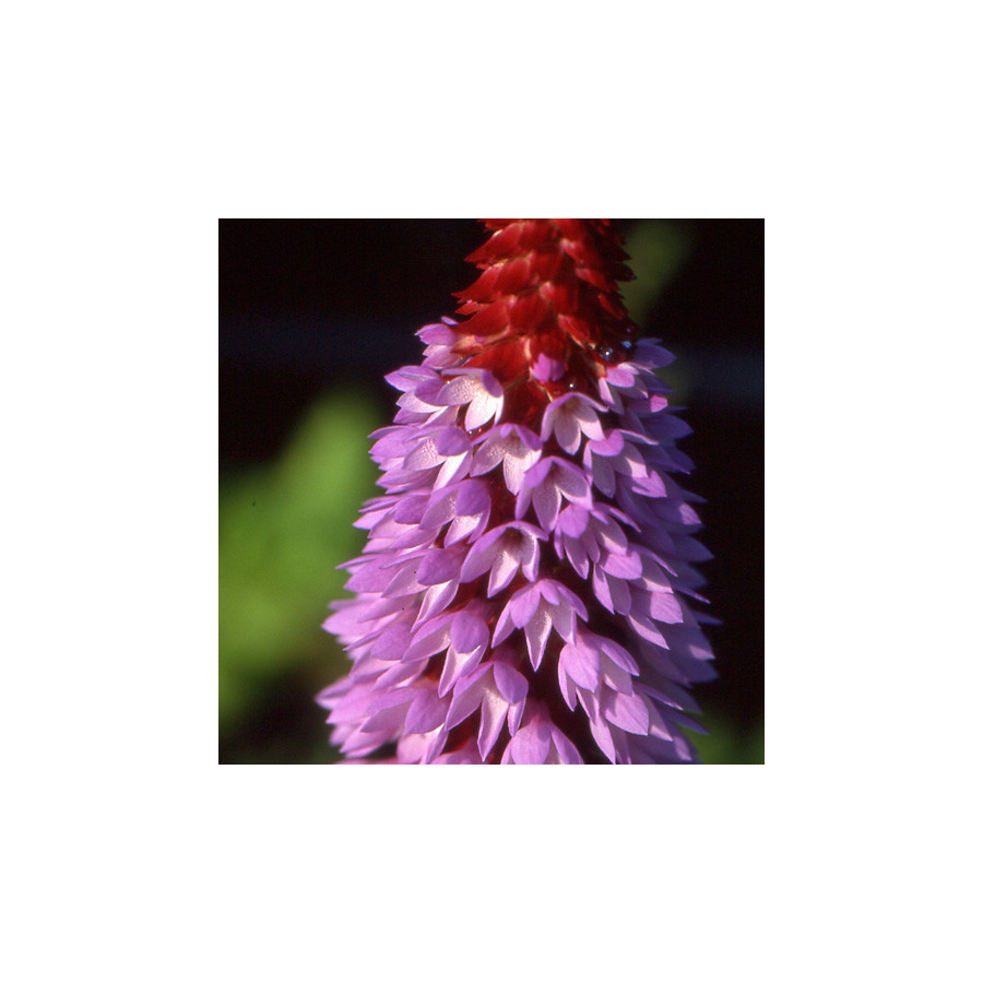 plantes-vivaces-primula-vialii-primevere-en-vente-pepiniere-lepage-