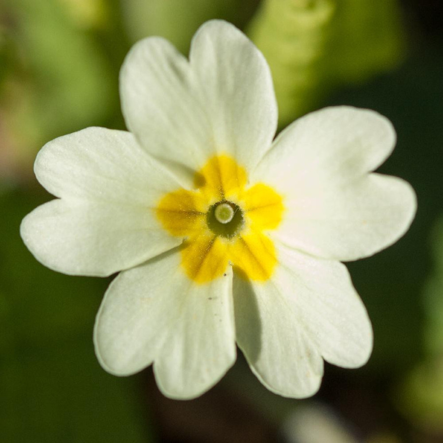 PRIMULA vulgaris