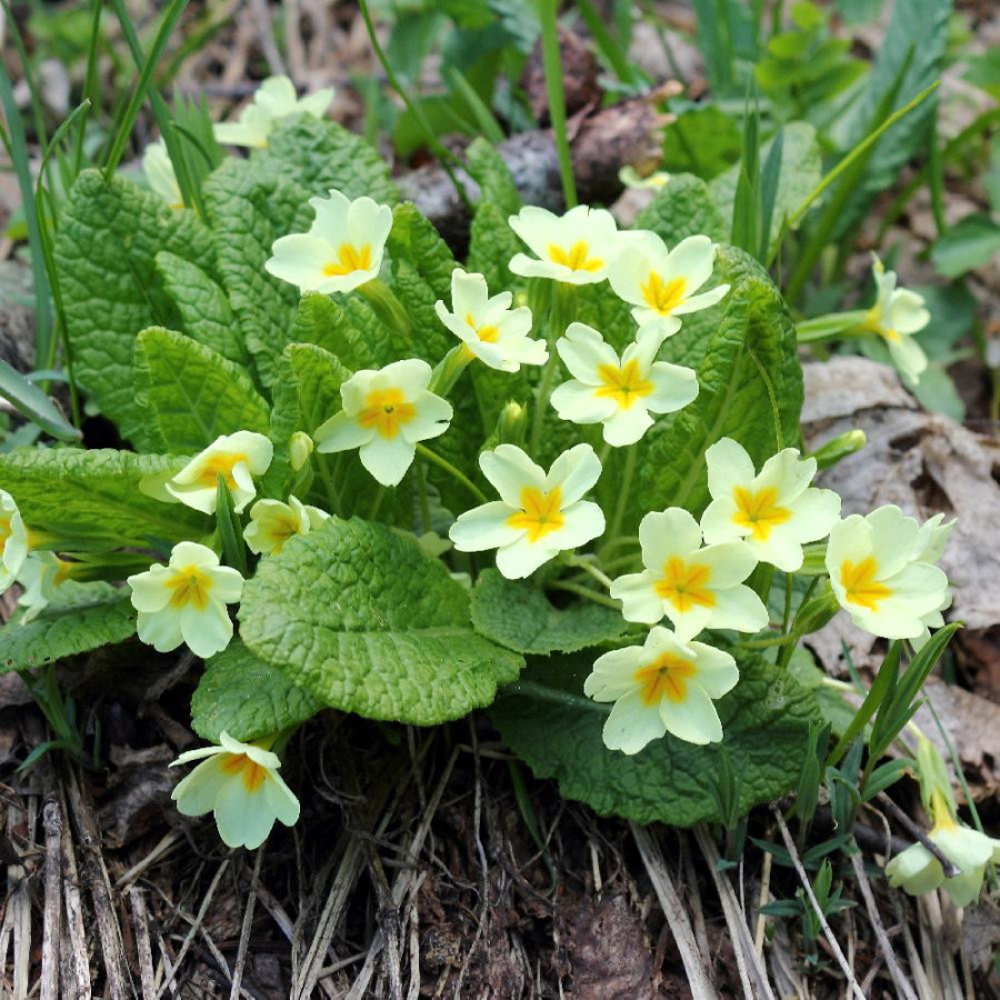PRIMULA vulgaris
