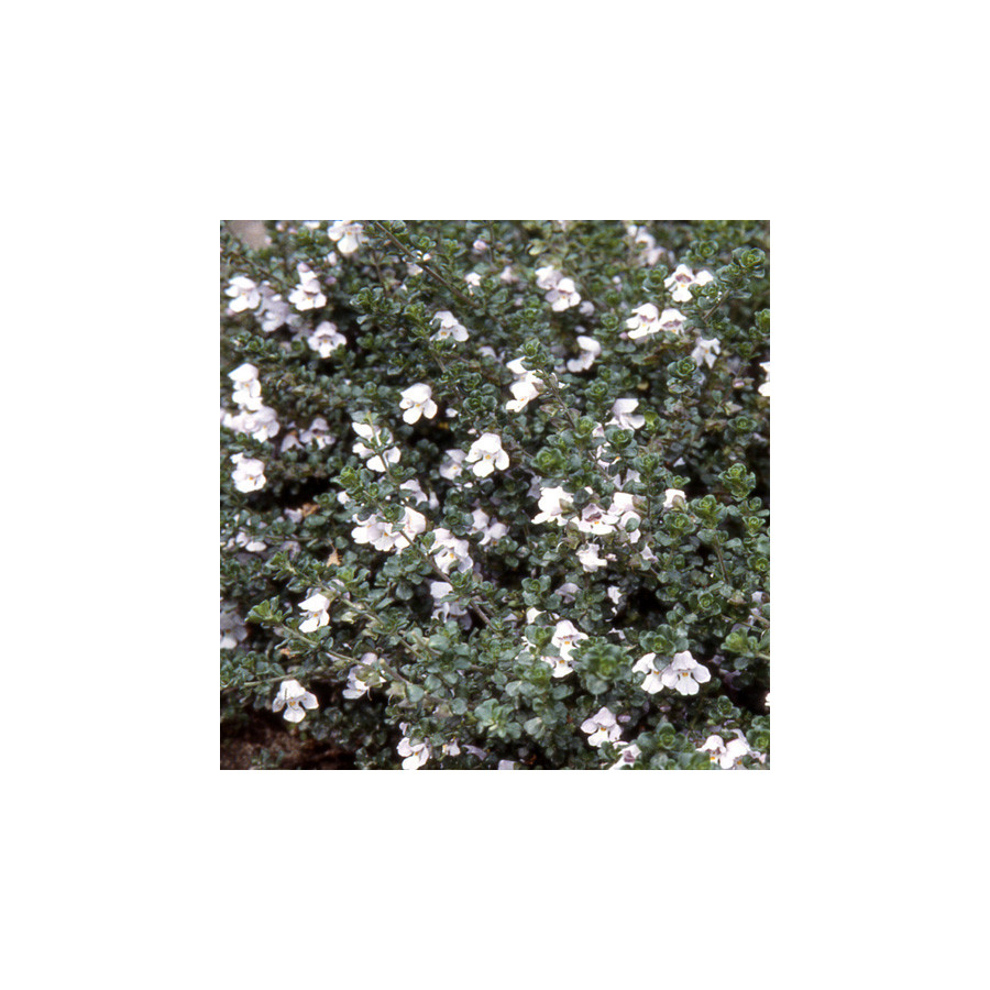 Plantes Vivaces PROSTANTHERA cuneata - Menthe australienne en vente - Pépinière Lepage .