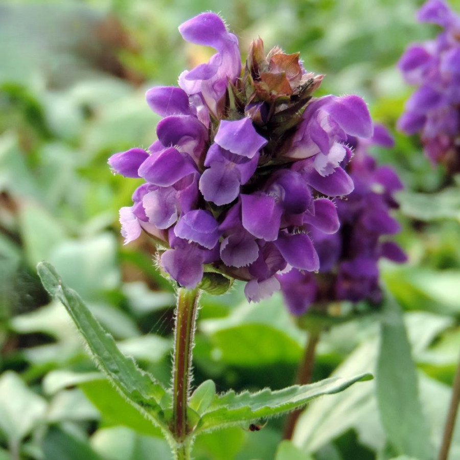 Plantes Vivaces PRUNELLA grandiflora - Brunelle en vente - Pépinière Lepage .