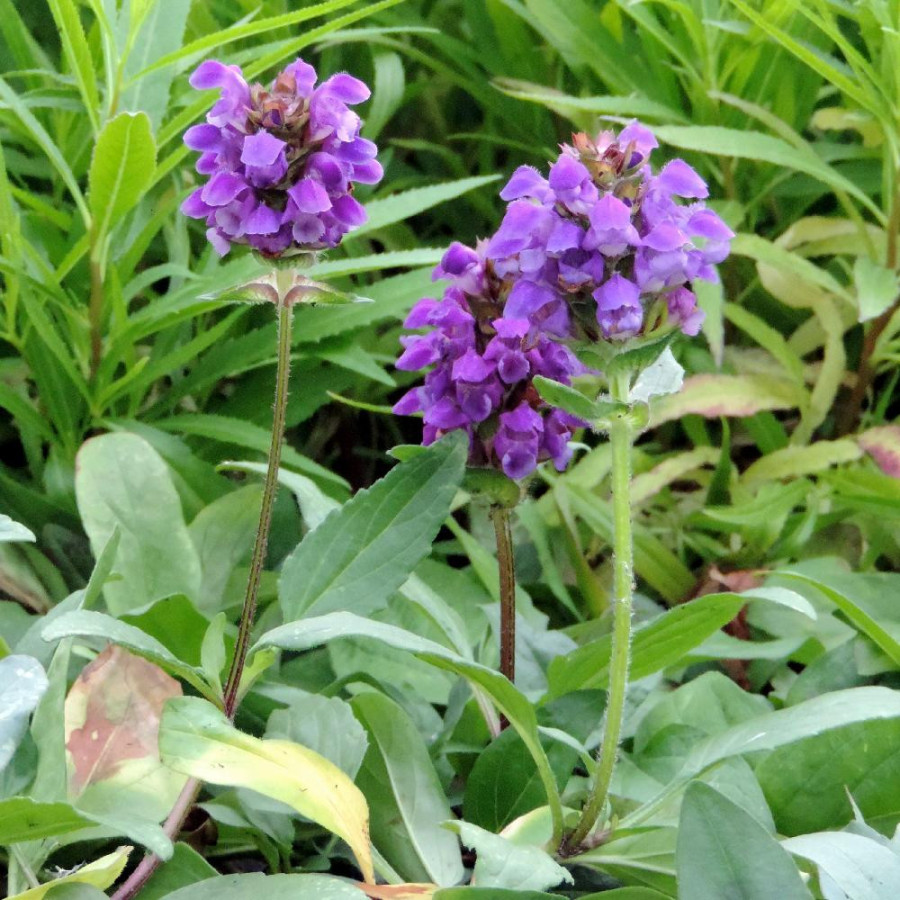 Plantes Vivaces PRUNELLA grandiflora - Brunelle en vente - Pépinière Lepage .