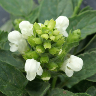 plantes-vivaces-prunella-grandiflora-alba-brunelle-en-vente-pepiniere-lepage-