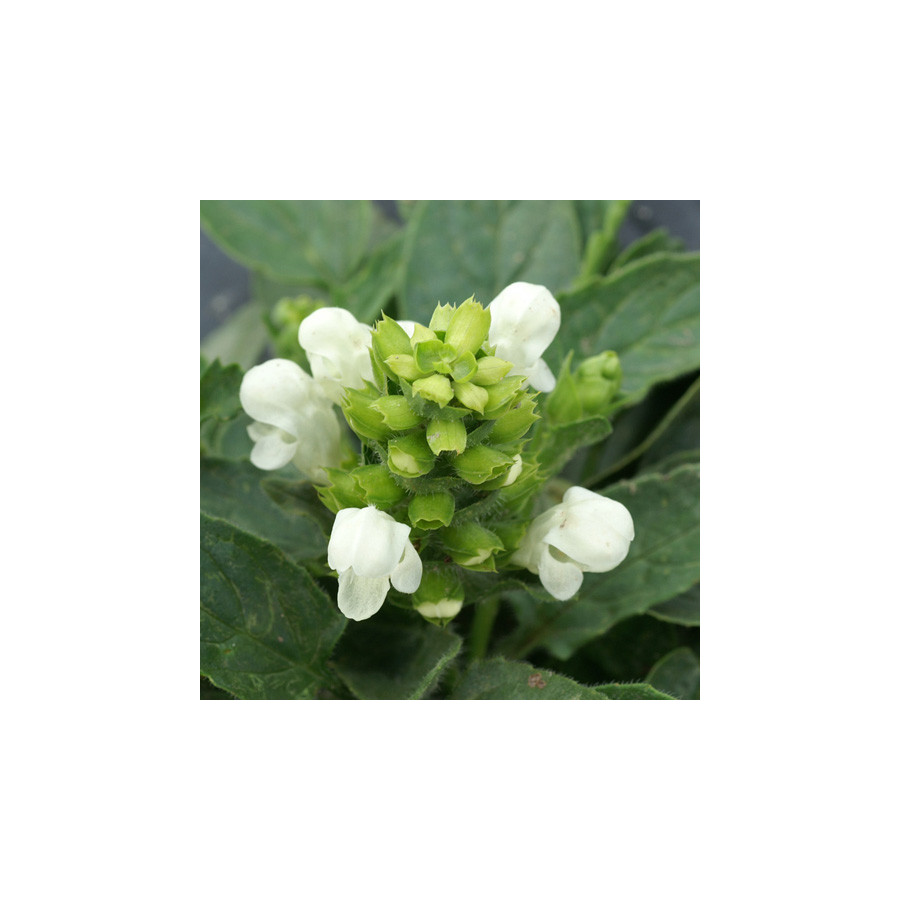 Plantes Vivaces PRUNELLA grandiflora 'Alba' - Brunelle en vente - Pépinière Lepage .