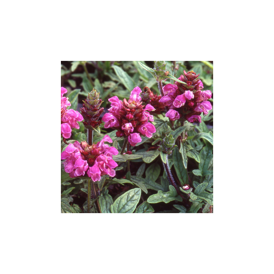 Plantes Vivaces PRUNELLA grandiflora 'Rubra' (P. vulgaris 'Rubra') - Brunelle en vente - Pépinière Lepage .