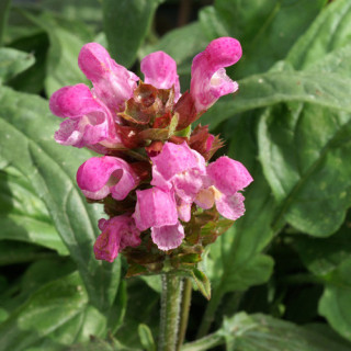 Plantes Vivaces PRUNELLA grandiflora 'Rubra' (P. vulgaris 'Rubra') - Brunelle en vente - Pépinière Lepage .