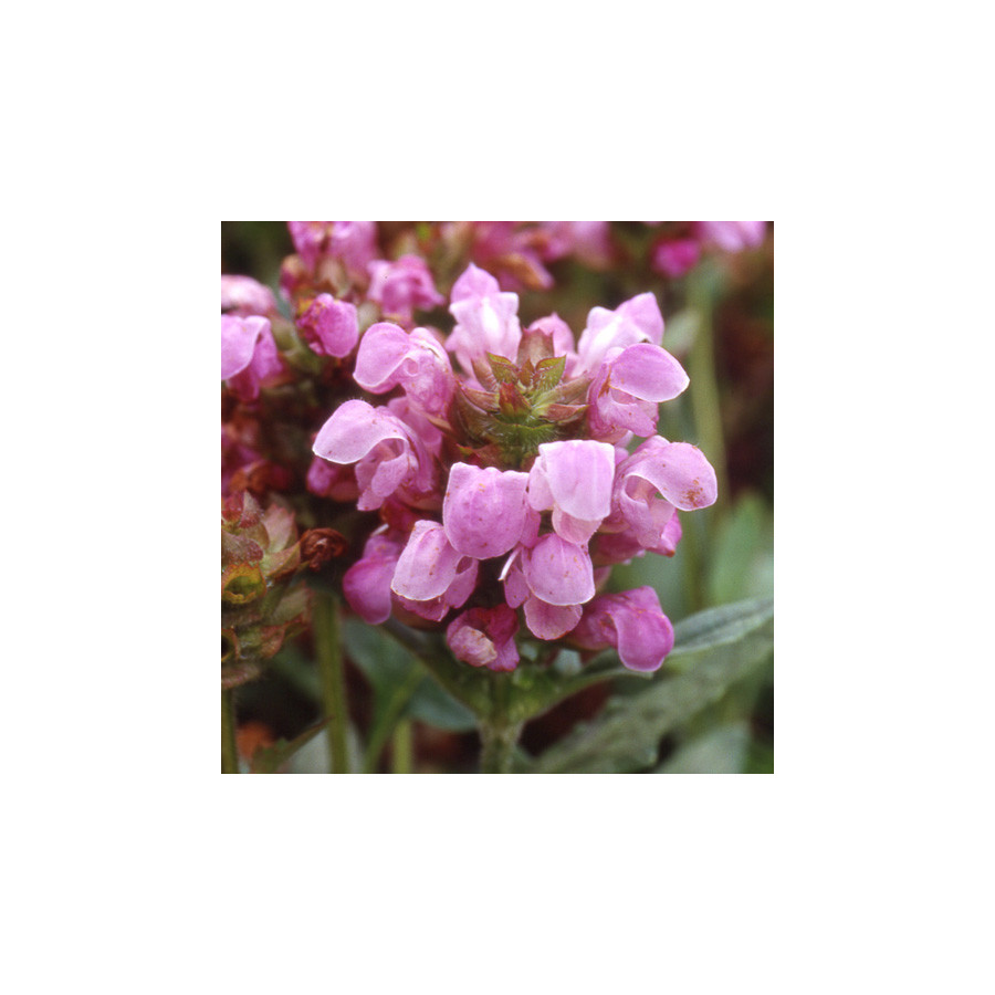 Plantes Vivaces PRUNELLA webbiana 'Rosea' - Brunelle en vente - Pépinière Lepage .