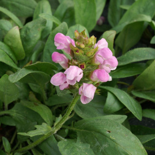 Plantes Vivaces PRUNELLA webbiana 'Rosea' - Brunelle en vente - Pépinière Lepage .