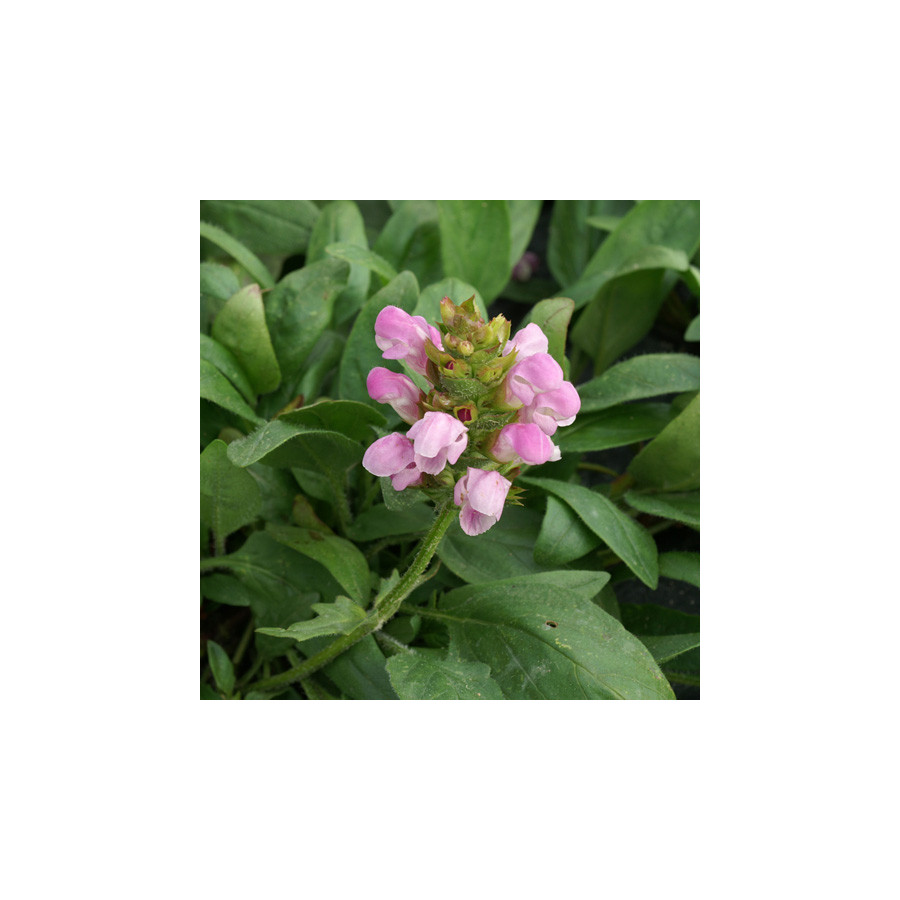 Plantes Vivaces PRUNELLA webbiana 'Rosea' - Brunelle en vente - Pépinière Lepage .