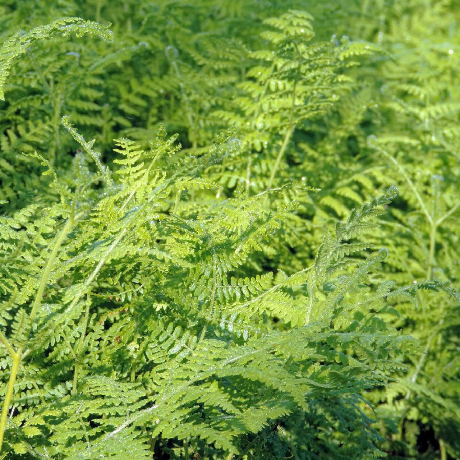 plantes-vivaces-pteridium-aquilinum-fougere-aigle-en-vente-grande-fougere-en-vente-pepiniere-lepage-