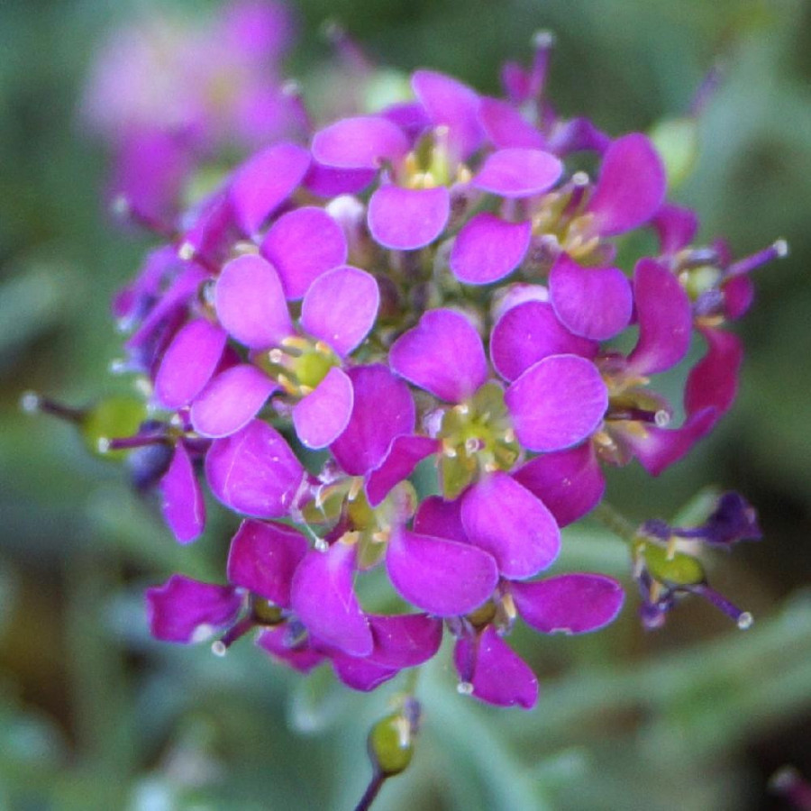 PTILOTRICHUM spinosum 'Rubrum'