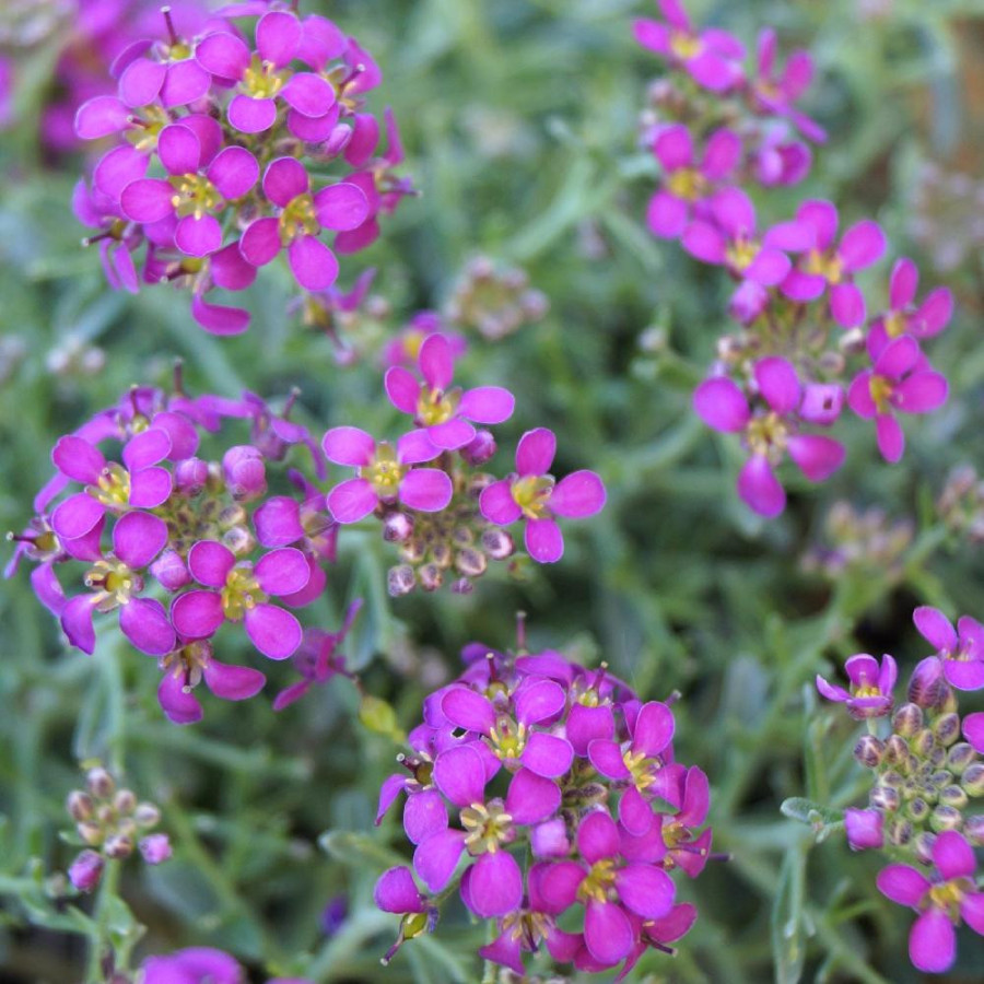 PTILOTRICHUM spinosum 'Rubrum'